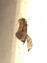Acrolophus popeanella