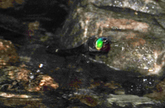 Macromia