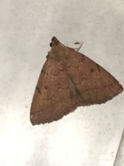 Zanclognatha protumnusalis