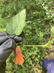 Malvaviscus penduliflorus