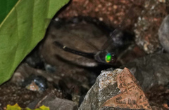 Macromia