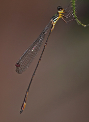 Drepanosticta actaeon