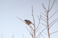 Pycnonotus xanthopygos