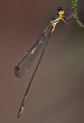 Drepanosticta actaeon