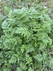Torilis nodosa