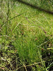 Juncus sonderianus