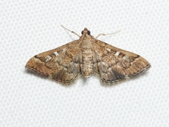 Nacoleia rhoeoalis