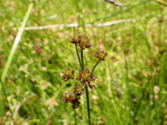 Juncus sonderianus
