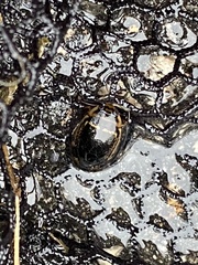 Thermonectus basillaris basillaris