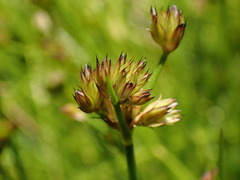 Juncus sonderianus