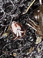 Thermonectus basillaris basillaris