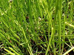 Juncus sonderianus