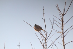 Pycnonotus xanthopygos