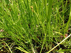 Juncus sonderianus