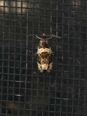 Olethreutes fasciatana