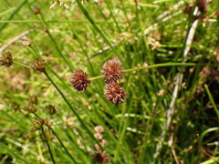 Juncus sonderianus