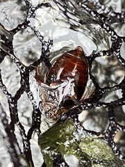 Thermonectus basillaris basillaris