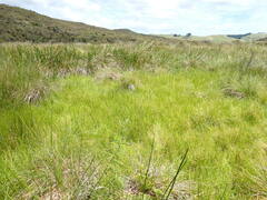 Juncus sonderianus