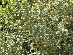 Gnorimoschema baccharisella