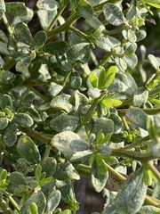 Gnorimoschema baccharisella