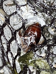 Thermonectus basillaris basillaris