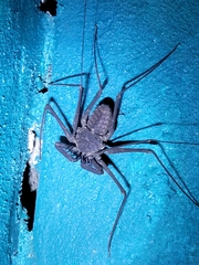 Phrynus operculatus