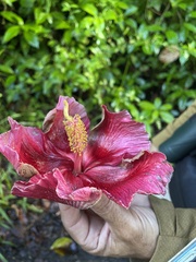 Thespesia grandiflora
