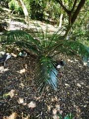 Cycas seemannii