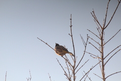 Pycnonotus xanthopygos