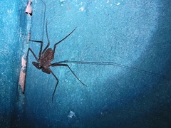 Phrynus operculatus