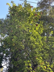 Thespesia grandiflora