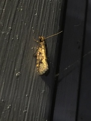 Amydria effrenatella