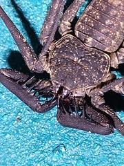Phrynus operculatus