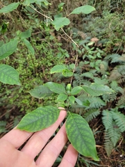 Coprosma tenuifolia