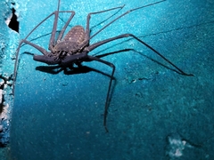 Phrynus operculatus