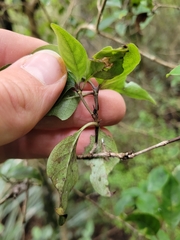 Coprosma tenuifolia