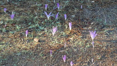 Colchicum montanum