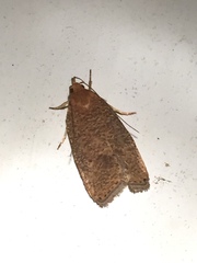 Psilocorsis reflexella