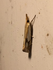 Crambus agitatellus