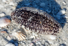 Holothuria princeps