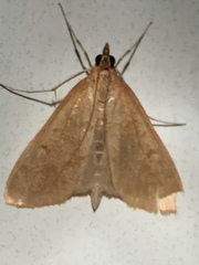 Ostrinia nubilalis