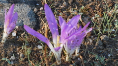 Colchicum montanum