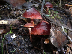 Tubaria rufofulva