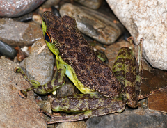 Staurois guttatus