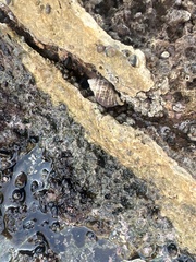 Acanthinucella spirata