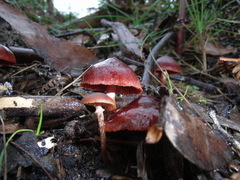 Tubaria rufofulva