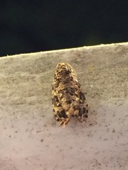 Phaecasiophora niveiguttana