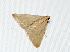 Hypsopygia albidalis