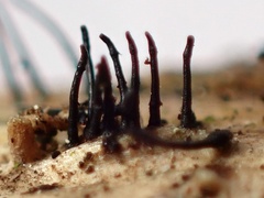 Acrospermum compressum