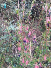 Brachyotum strigosum